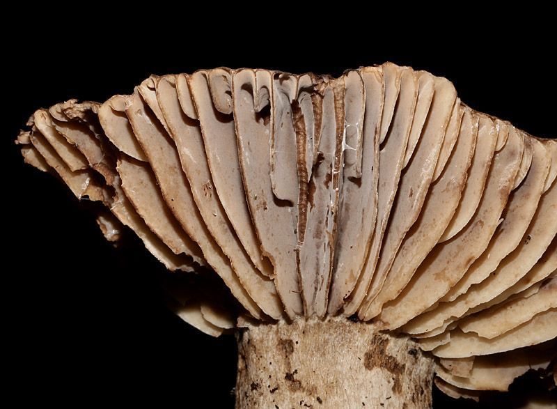 bij sommige paddenstoelen wordt de fructificatieperiode langer terwijl bij andere, zoals de Grofplaatrussula, de fructificatieperiode net korter wordt (Foto: Leo Janssen)