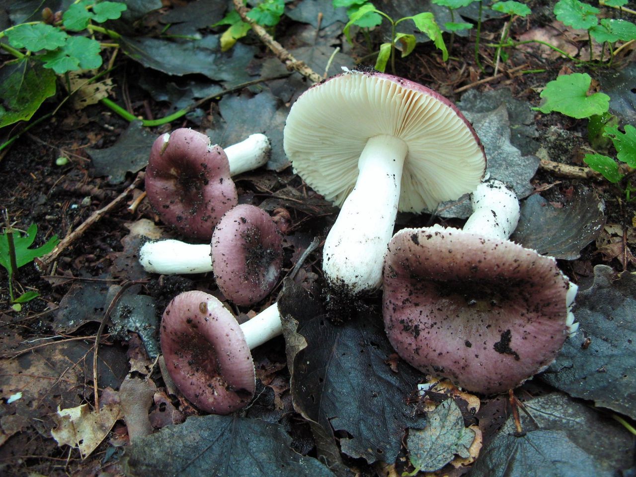 Geraniumrussula (Russula pelargonia) (foto: Martijn Oud)