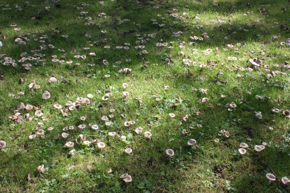 Begin september stonden er her en der ongezien hoge aantallen paddenstoelen, zoals deze russula’s (Foto: Dieter Slos)