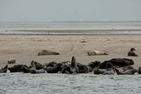 Grijze zeehonden (foto: Richard Witte)