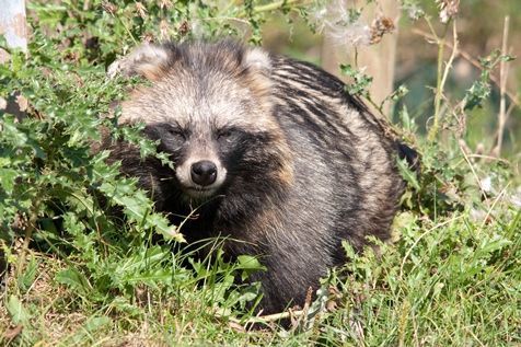 Wasbeerhond (foto: Richard Witte)