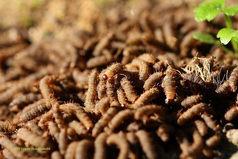 Larven van ’zwarte vliegen’ kruipen in deze periode op sommige plaatsen met honderden als krioelende wormpjes over de grond (foto: Lode Rubbrecht)