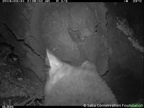 Red-billed Tropicbird defending nest against feral cat (photo: Saba Conservation Foundation)