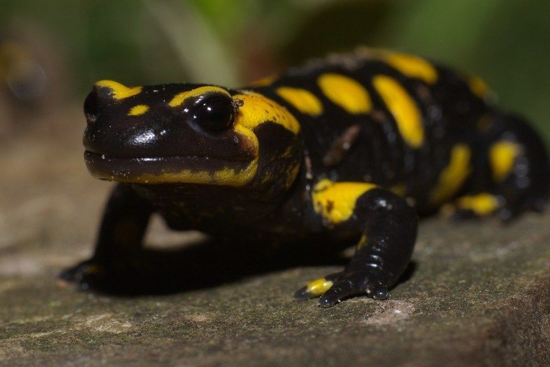 Vuursalamander (foto: Kees Marijnissen)