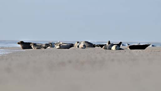Zeehonden op het strand, gun ze hun rust (foto: Salko de Wolf)