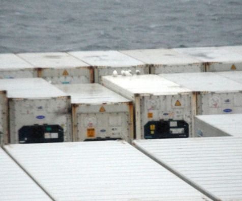 Sneeuwuilen liften mee op een containerschip van Newfoundland (Canada) naar Europa (foto: Staatsbosbeheer)