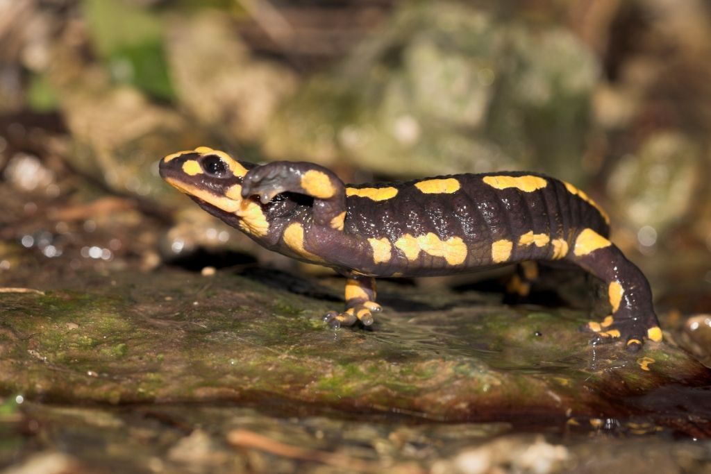 Vuursalamander (foto: Jelger Herder)