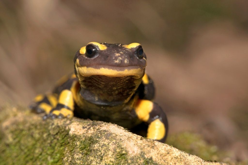 In Nederland heeft de schimmel het leven gekost aan het leeuwendeel van de Vuursalamanders (foto: Jelger Herder)