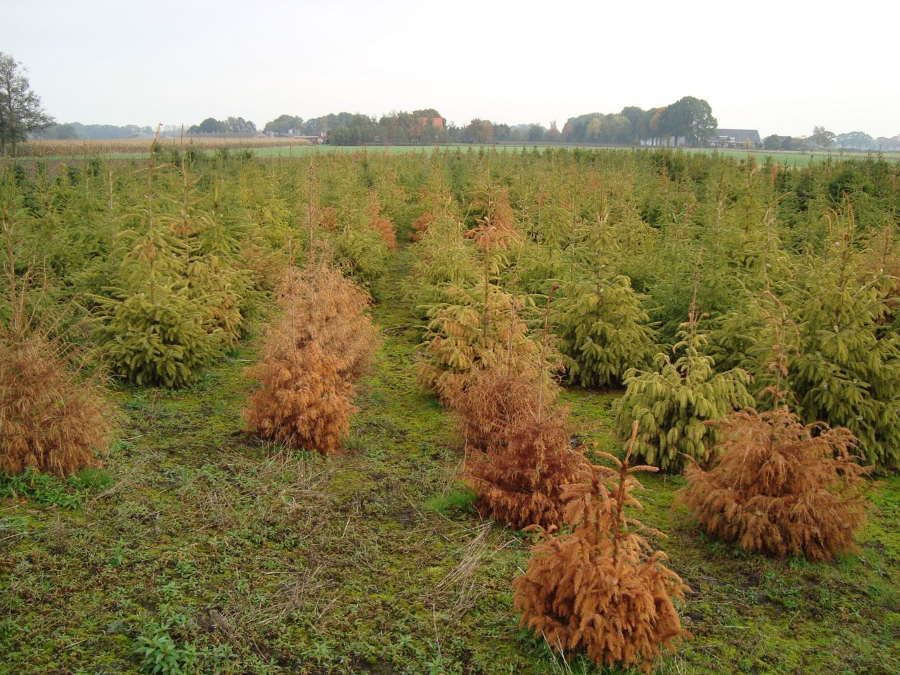 Zware aantasting kerstbomenaanplant (foto: Anne Oosterbaan)