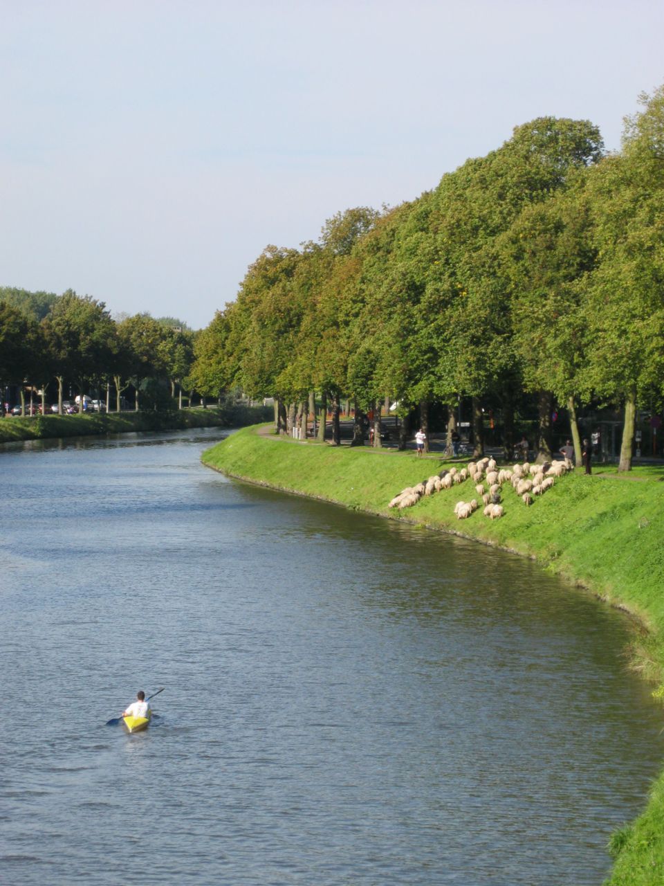 Schapen langs de Neermeerskaai te Gent Foto: Philip Gerards