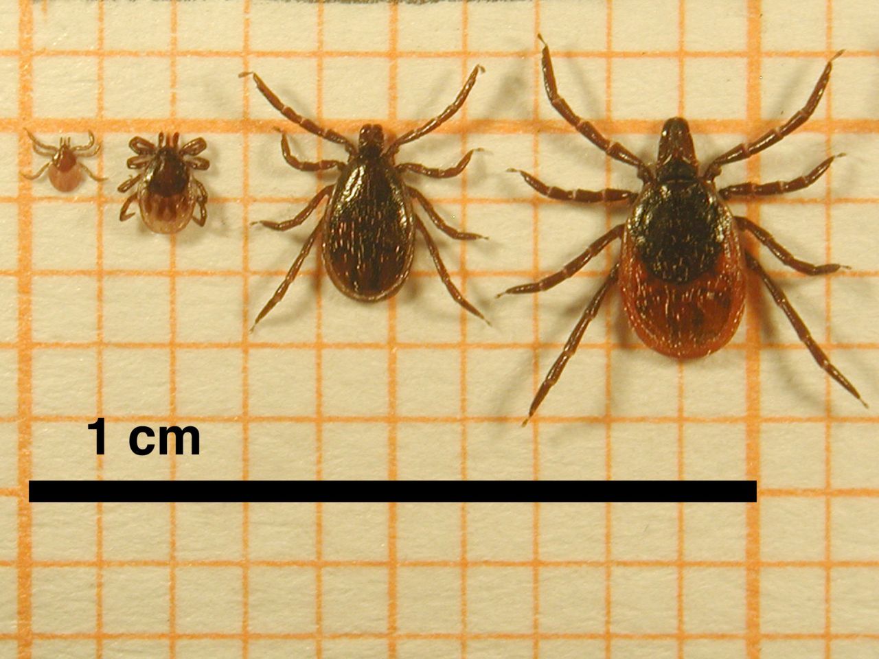 Schapenteken, van links naar rechts: larve, nimf, mannetje, vrouwtje (foto: Fedor Gassner)