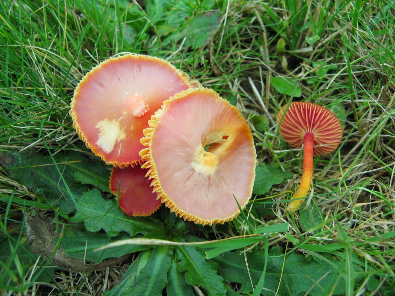 Scharlaken wasplaat (foto: Martijn Oud)