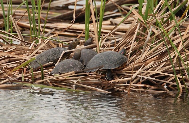 Een importverbod moet in Zuid-Europa de concurrentie tussen de inheemse Europese moerasschildpadden (links) en de uitheemse Roodwangschildpad (rechts) tegengaan (foto: Herman Blockx)