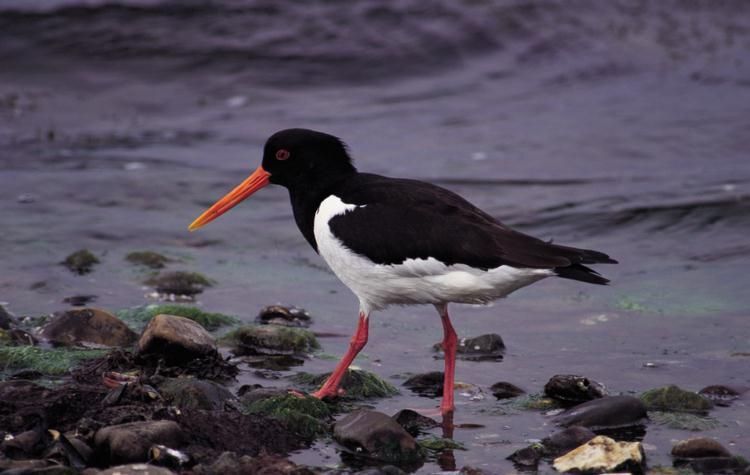 Scholekster op het wad (foto: IVN Vecht en Plassengebied)