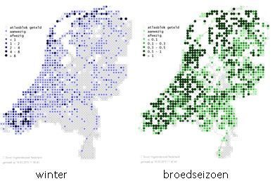Aantal scholeksters in Nederland gedurende de winter en tijdens het broedseizoen (foto: Sovon Vogelonderzoek Nederland)