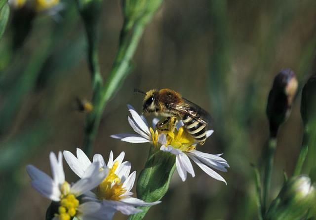 Schorzijdebij (foto: Saxifraga-Frits Bink)