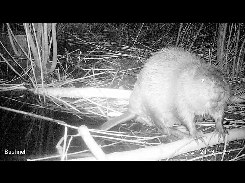 De Lebbeekse Bever gekiekt tijdens zijn nachtelijke activiteiten (foto: Daan Stemgee)