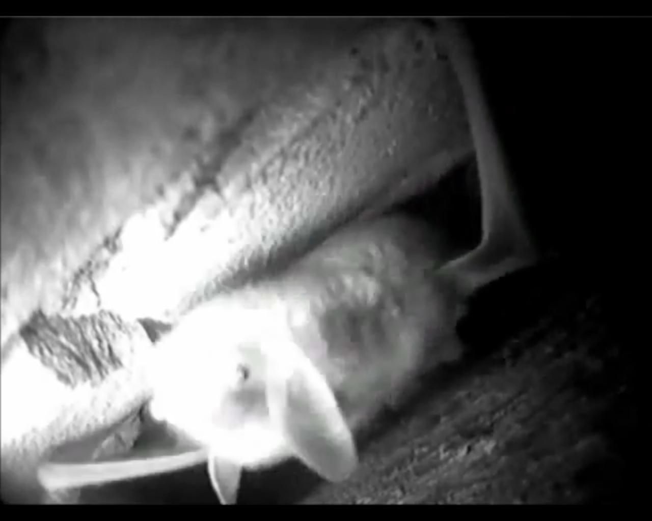 Screenshot webcam kolonie meervleermuizen (foto: Natuurmonumenten)