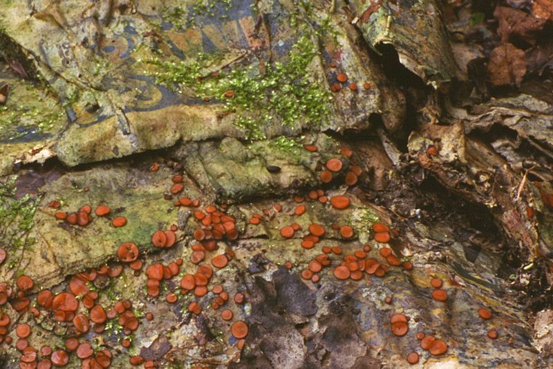 Gewone wimperzwam op oude kranten (foto: Janus Crum)