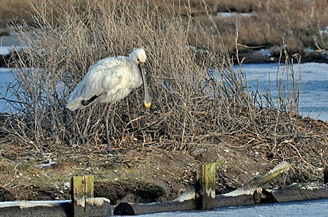 Deze volwassen lepelaar was op 17 januari op Texel (foto: Salko de Wolf)