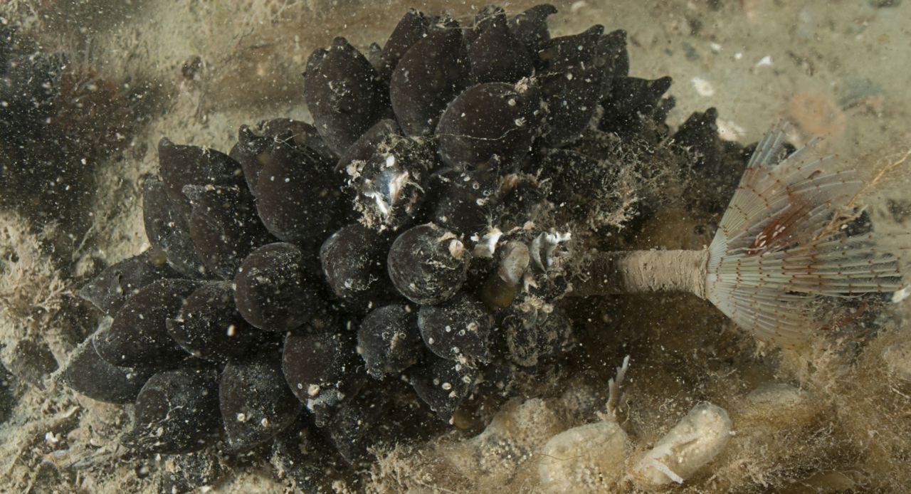 Eikapsels van een Sepia (foto: Peter H. van Bragt)