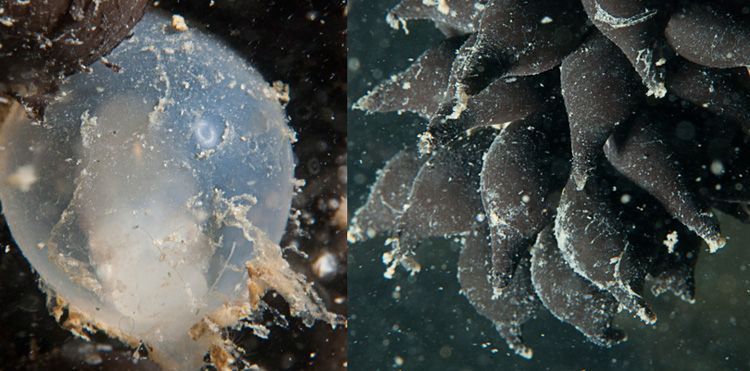 Eikapsels van zeekatten. Links: zonder inkt, met embryo. Rechts: normaal beeld met inkt en ook een embryo (?), Oosterschelde (foto: Peter H. van Bragt)