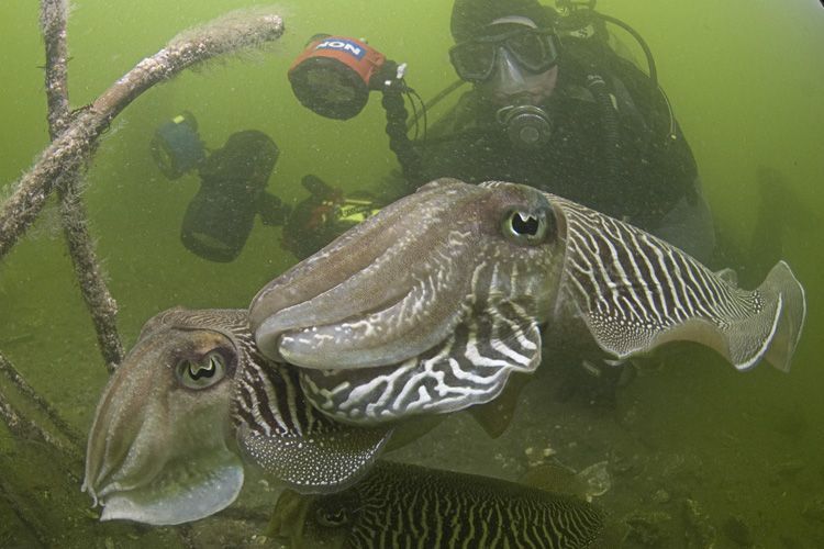 Paaiende Sepia, het grotere mannetje beschermt zijn vrouwtje (foto: Peter H. van Bragt)