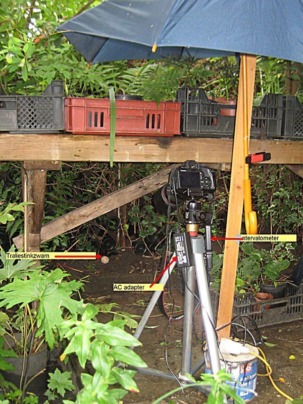 Opgestelde camera bij de Traliestinkzwam (foto: Vincent Schoutsen)