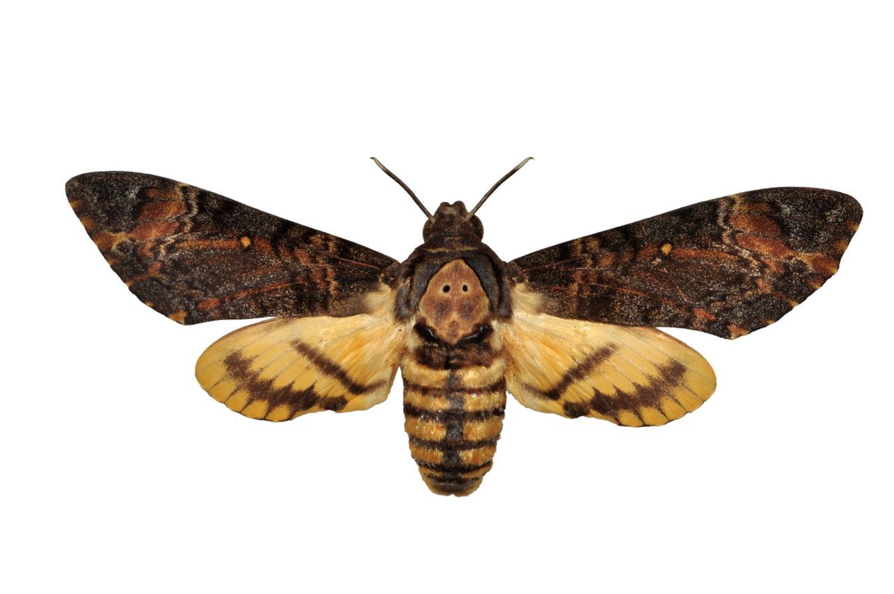 De Doodshoofdvlinder valt erg op door het donkere voorste deel en lichte onderste deel (Foto: Shutterstock)