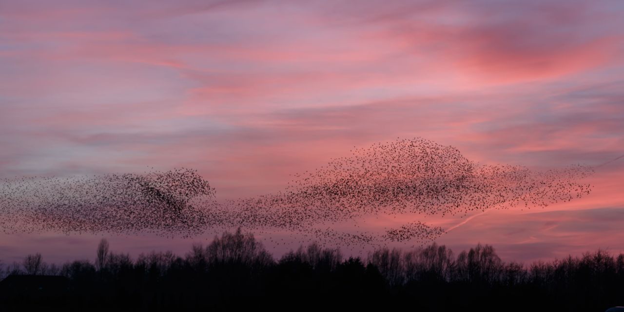Bij valavond troepen duizenden vogels samen om hun vleugels te strekken met een prachtig luchtspektakel tot gevolg (Foto: Shutterstock)
