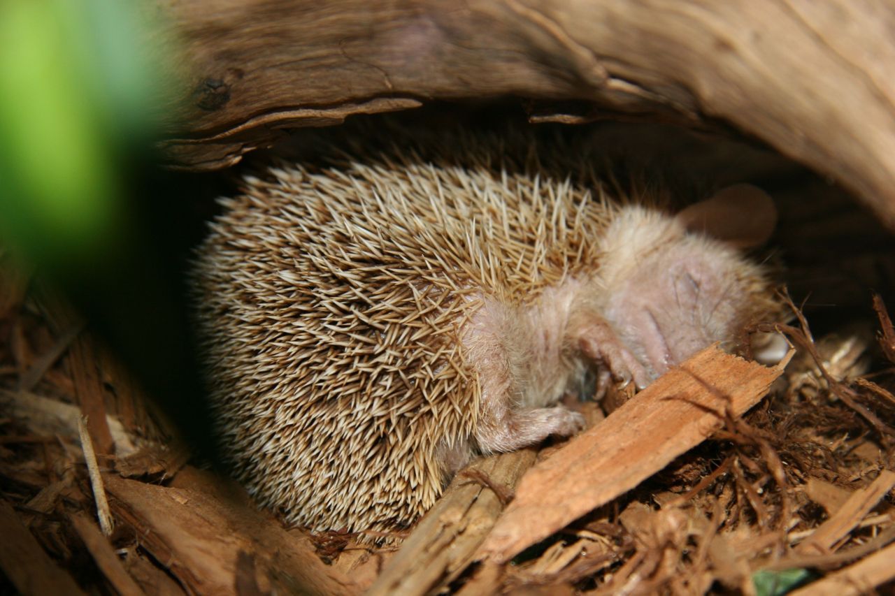 Voor hun slaapplek verkiezen Egels rustige, droge en warme plekjes. (foto: Shutterstock)