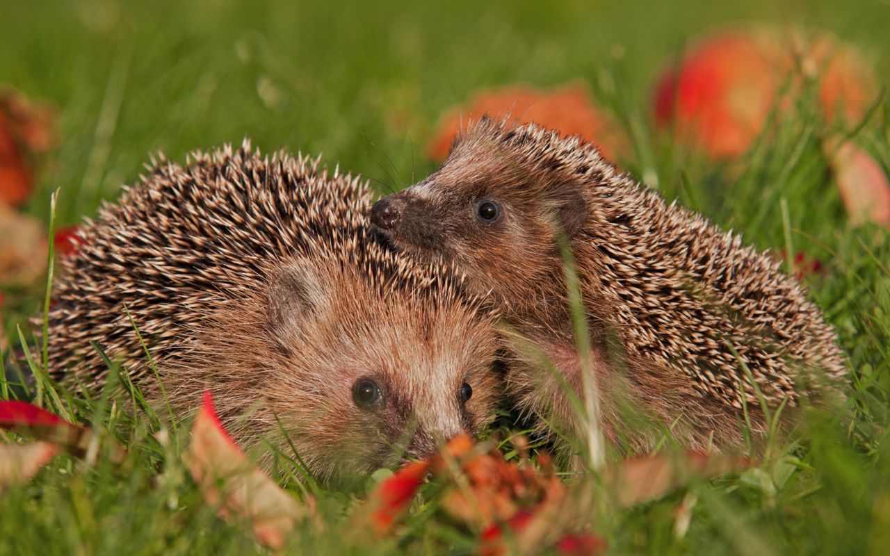 Eens het winter wordt, gaan Egels in stand-bymodus. (foto: Shutterstock)