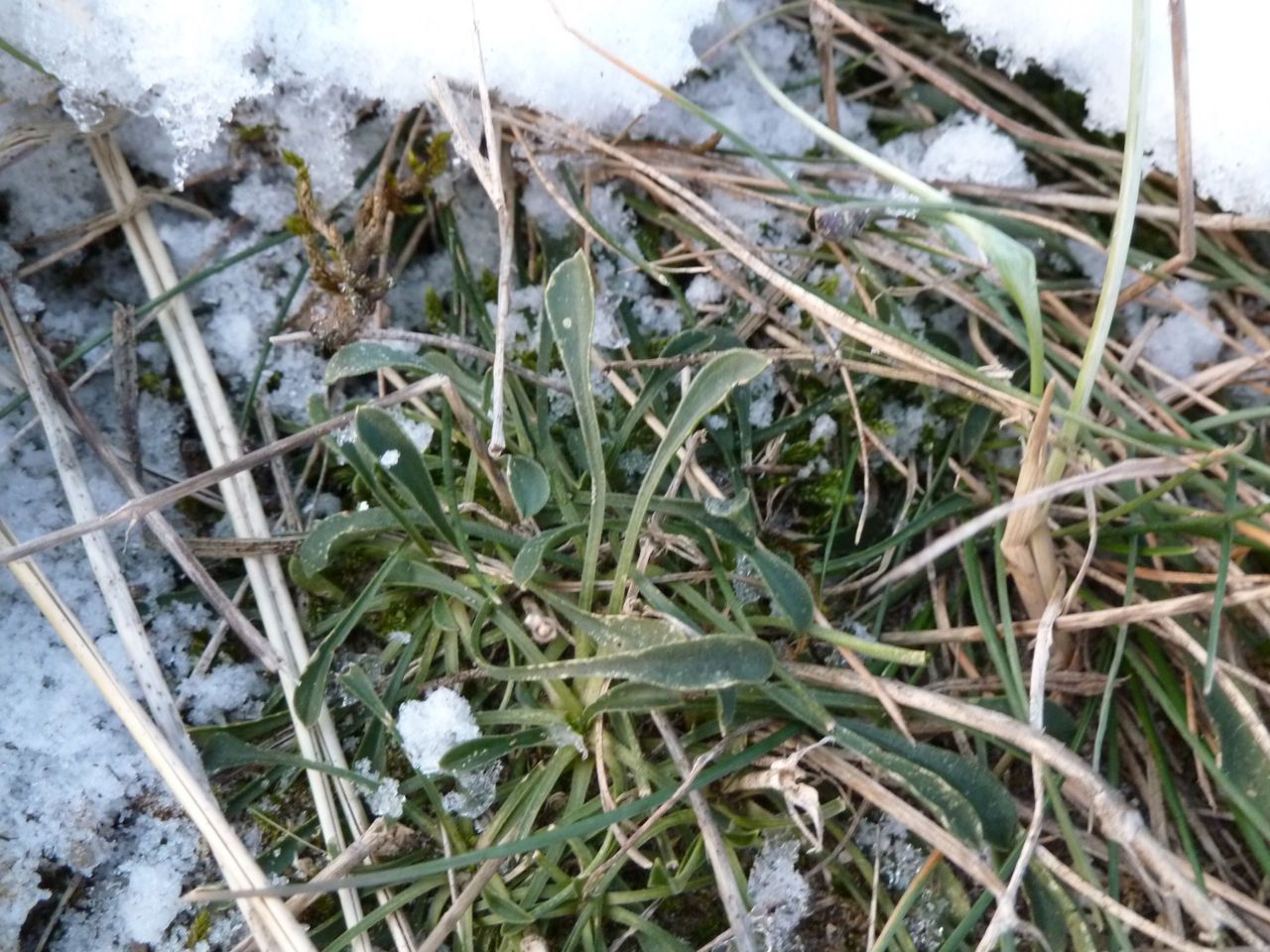 Oorsilene in de winter (foto: Thea Spruijt)