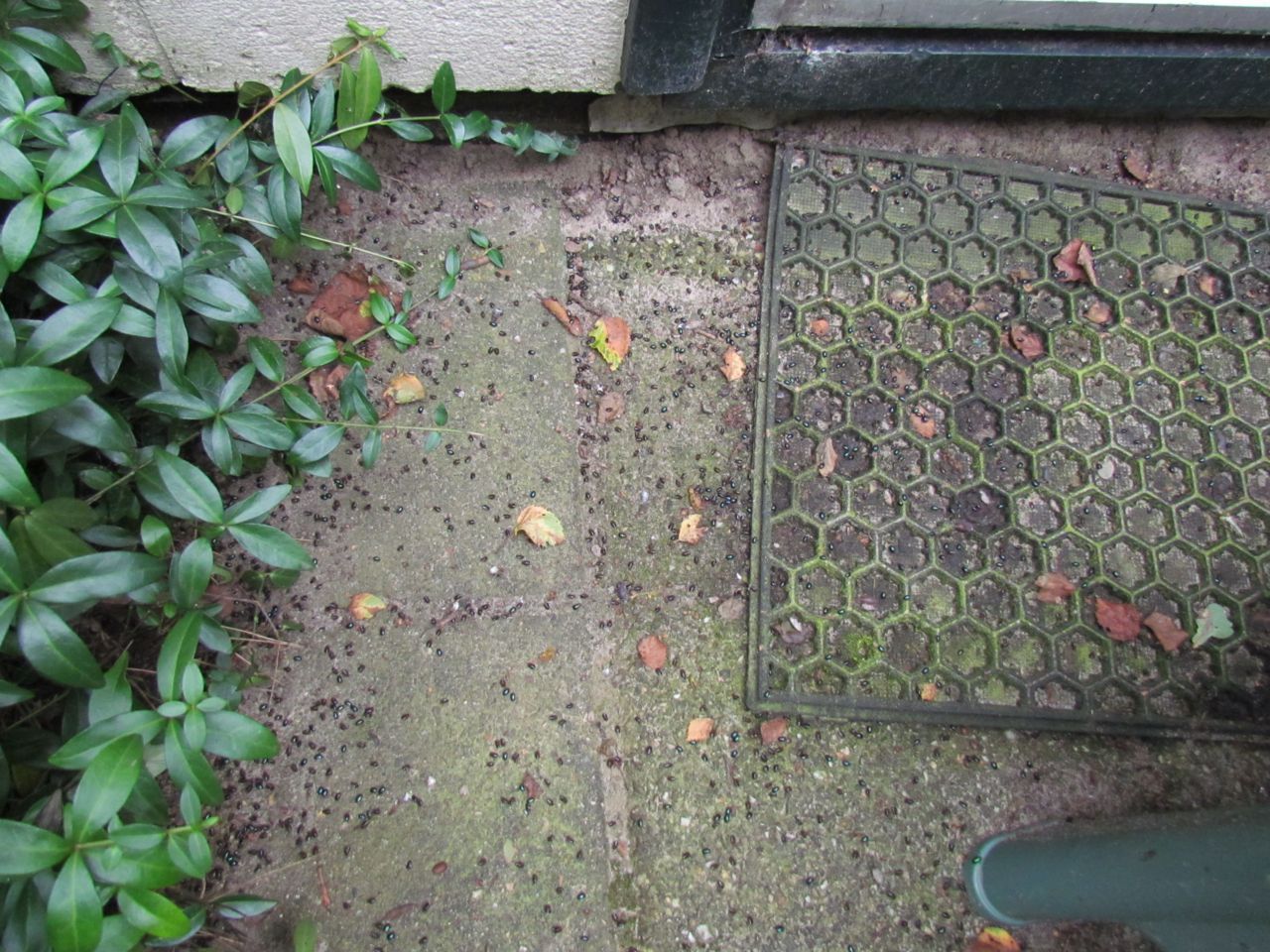 Tweekleurig zuringhaantjes op een terras in Tuk (foto: Silvia Hellingman)