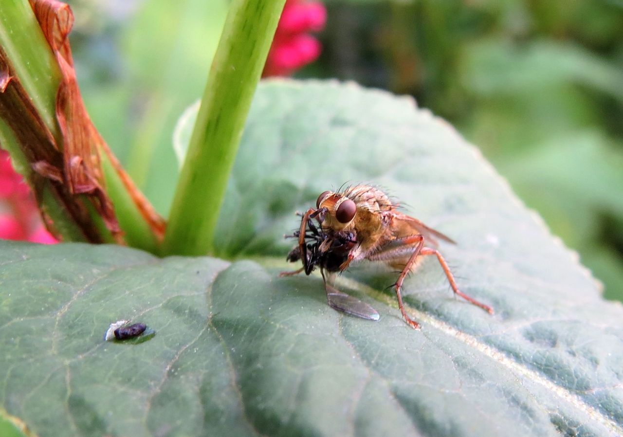 Roofvlieg eet rouwvlieg (foto: Silvia Hellingman)
