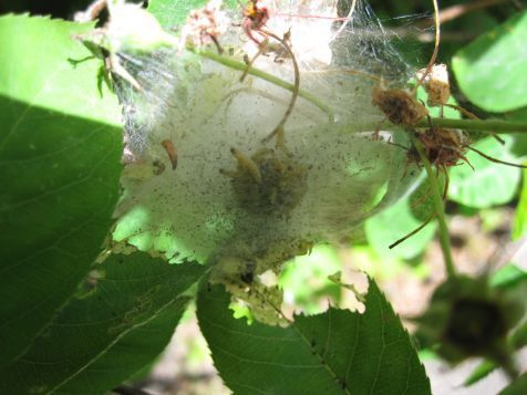 Foto 2: Spinselmotten in nest (Foto: Silvia Hellingman)