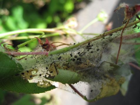 Foto 1: Nest spinselmotten (Foto: Silvia Hellingman)