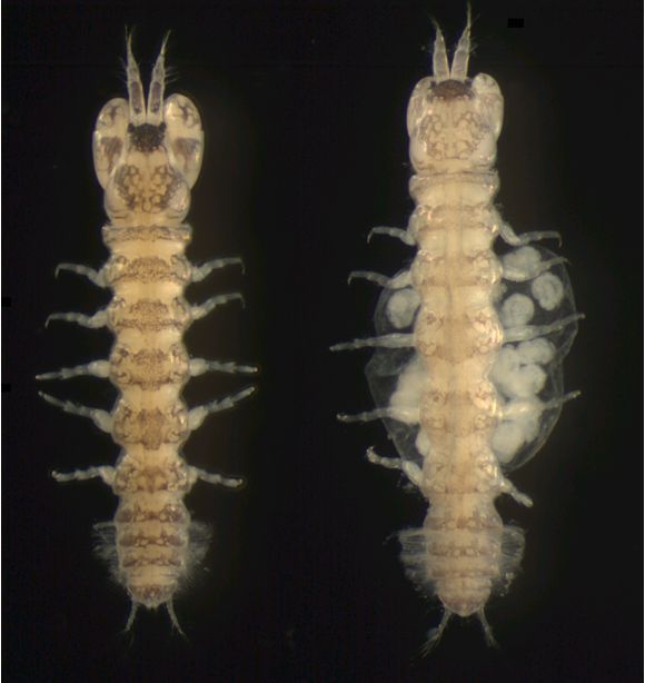 Sinelobus vanhaareni, mannetje (links) en vrouwtje (rechts) (foto: Ton van Haaren)