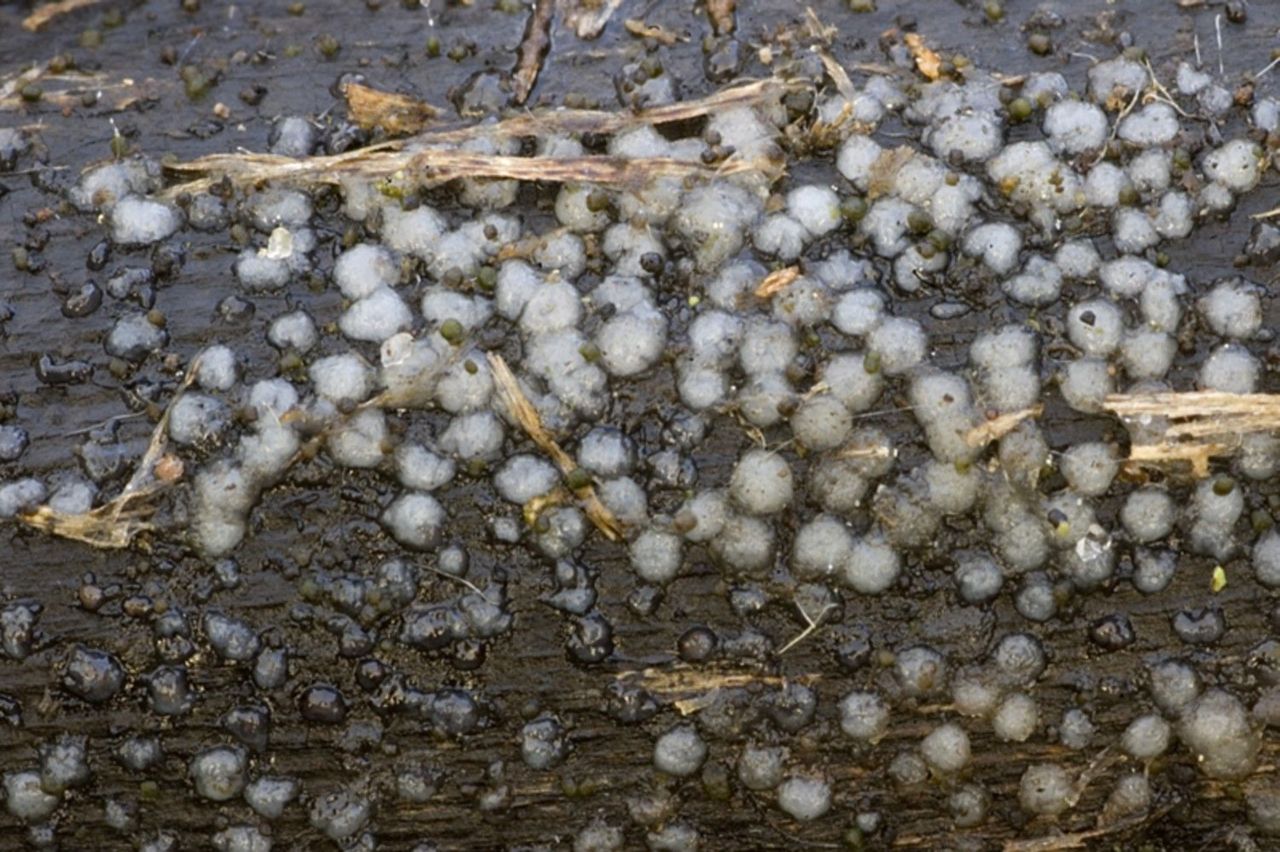 Trilzwamachtige paddenstoel Sirobasidium albidum (foto: Nico Dam)