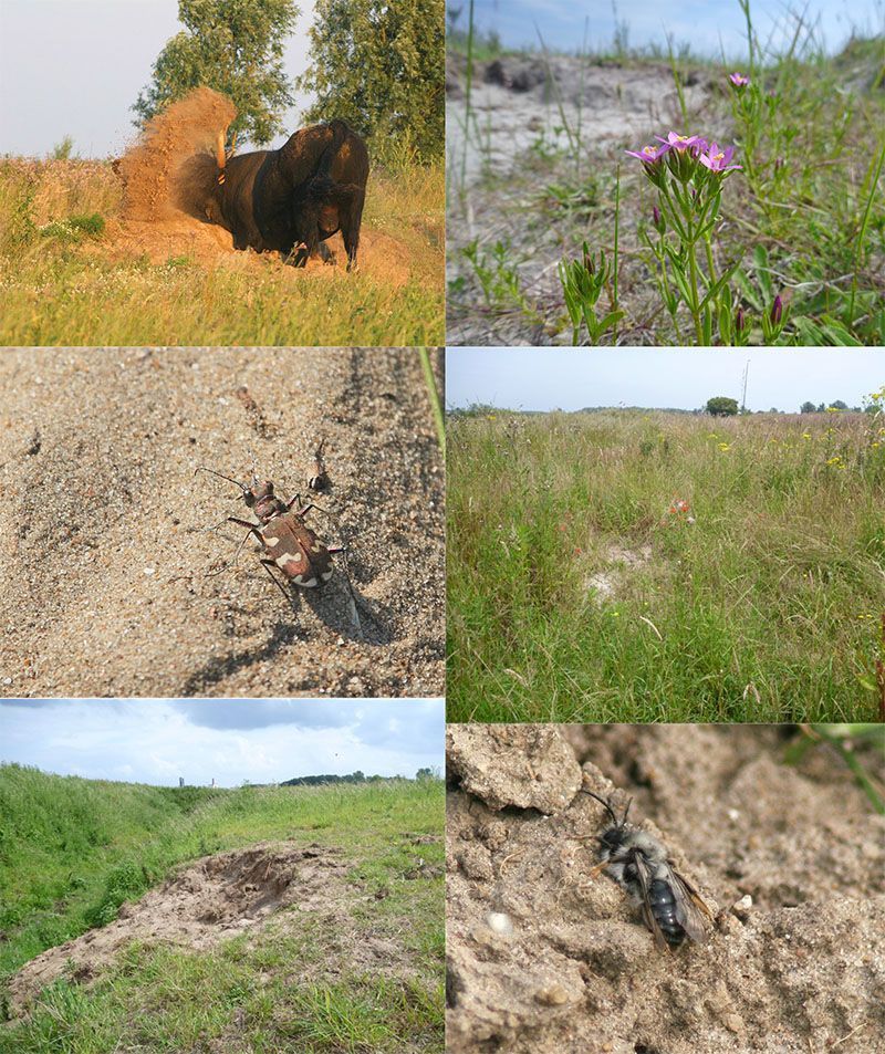 Stierenkuil in gebruik (lb), strandduizendguldenkruid (rb), zandloopkever (lm), dichtgroeiende stierenkuil met klaproos (rm), verse stierenkuil (lo) en grijze zandbij (ro) (foto’s: Esther Linnartz)