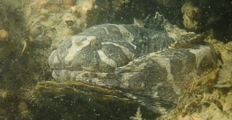 Volwassen Slakdolf in Oosterschelde (foto: Peter H. van Bragt)