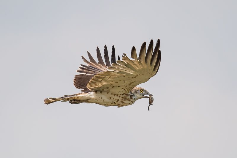 Jacobus met Gewone pad (foto: Chris Steeman)