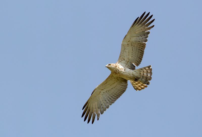 De Slangenarend is een van onze kleinere arenden. De bleke keel wijst op een onvolwassen vogel (Foto: Kris De Rouck)