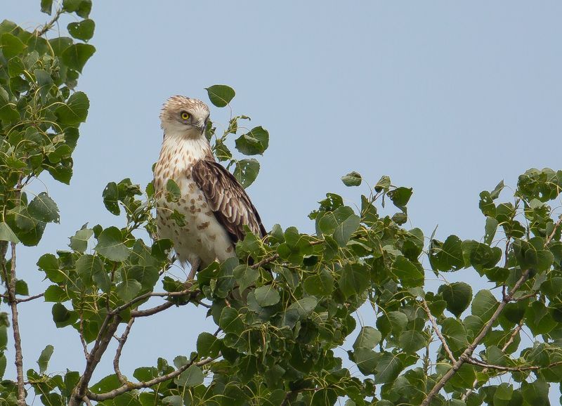 De gelijkenis met een bleke Buizerd is groot, maar die heeft een minder brede kop en heeft nooit de felgele ogen van een Slangenarend (Foto: Kris De Rouck)