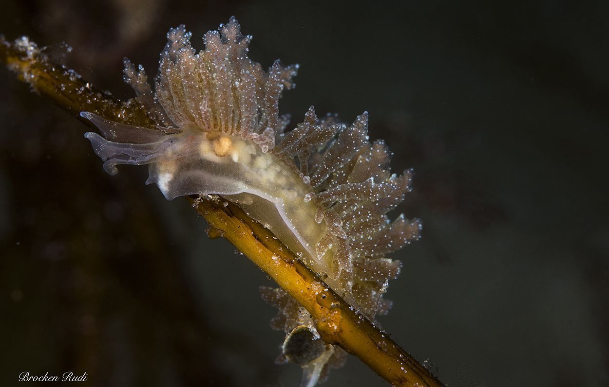 Slanke rolsprietslak Grevelingenmeer, voorjaar 2015 (foto: Rudi Brocken)