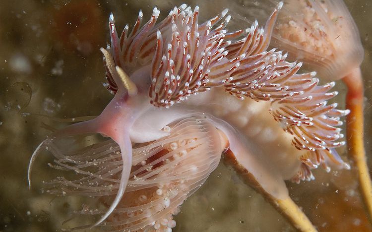 Slanke ringsprietslak is nu een algemene soort in de Oosterschelde (foto: Peter H van Bragt)