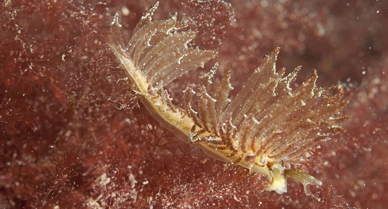 Met de rode kleur in de papillen is de Slanke rolsprietslak lastig waar te nemen tussen het voedsel, zachte roodwieren (foto: Peter H van Bragt)