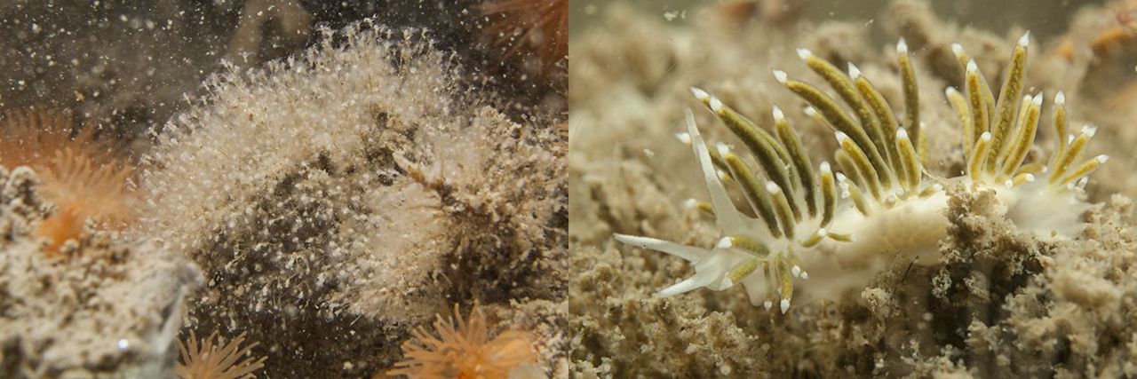 Als de Slanke waaierslak (rechts) de hydropoliep Eudendrium arbusculum (links) eet worden de papillen van de zeenaaktslak groen tot geelgroen (foto: Peter H van Bragt)