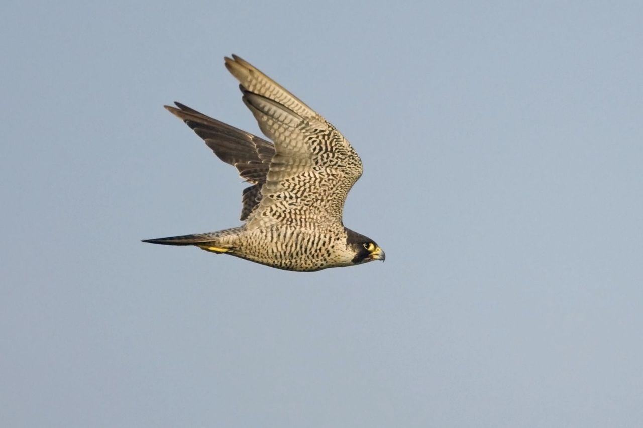 De Slechtvalk, de snelste vogel ter wereld. (foto: Harvey van Diek)