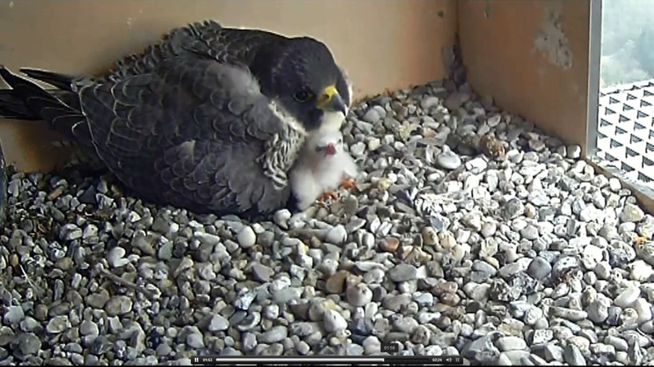 Ondanks alle strubbelingen kroop vorige week toch het eerst slechtvalkkuiken uit het ei (foto: Vogelbescherming Nederland)